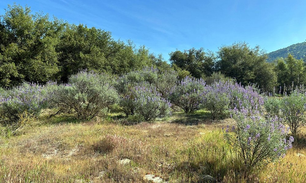 0 Sierra Drive, Three Rivers, CA 93271