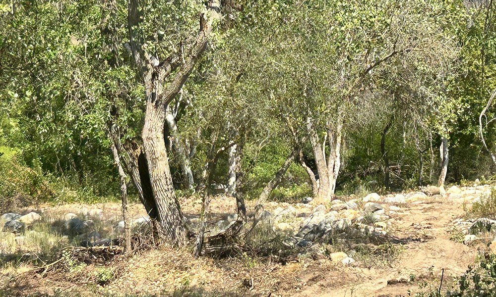 42001 North Fork Drive, Three Rivers, CA 93271